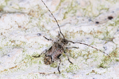 Sternidius mimeticus