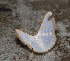 Berberodes conchylata