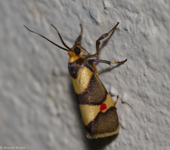 Nodozana rhodosticta
