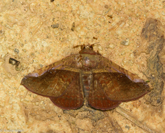 Ophisma minna