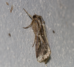 Spodoptera androgea