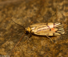 Callisthenia angusta