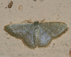 Chloropteryx