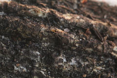 Teliapsocus conterminus