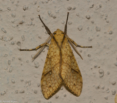 Lophocampa annulosa