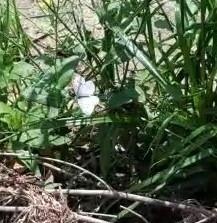 Pieris rapae