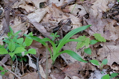 Veratrum hybridum