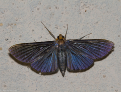 Cirrhocephalina eucharisalis