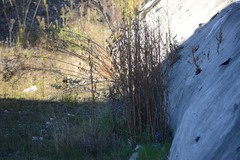 Epilobium hirsutum