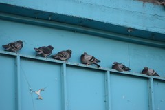 Columba livia domestica