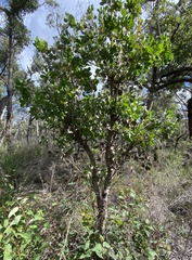 Persoonia elliptica
