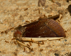 Gonodonta pyrgo