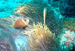 Amphiprion nigripes