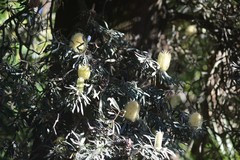 Banksia integrifolia
