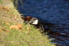 Branta canadensis maxima
