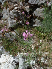 Centranthus angustifolius