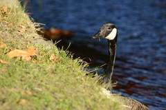 Branta canadensis maxima