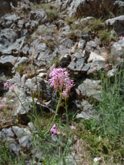 Centranthus angustifolius