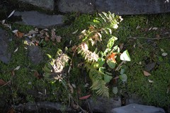 Dryopteris filix-mas