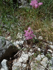 Centranthus angustifolius