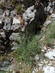 Centranthus angustifolius
