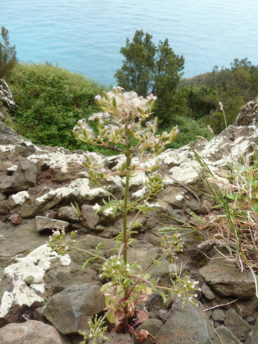 Annual Valerian