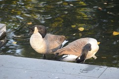 Branta canadensis maxima