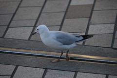 Chroicocephalus novaehollandiae scopulinus