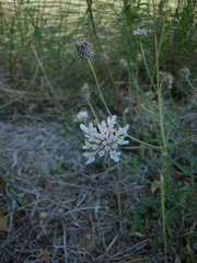 Cephalaria leucantha