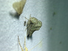 Heliria cornutula