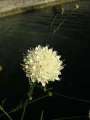 Cephalaria leucantha