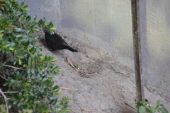 Turdus merula merula