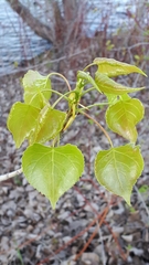 Populus deltoides