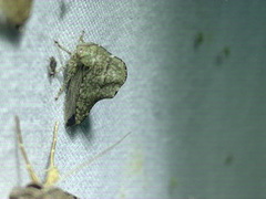 Heliria cornutula