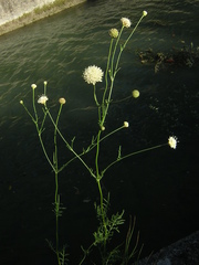 Cephalaria leucantha