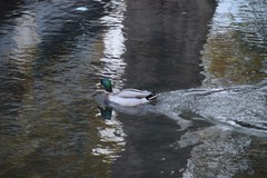 Anas platyrhynchos