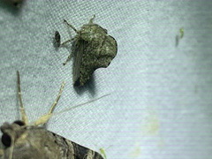 Heliria cornutula