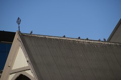 Columba livia domestica