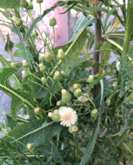 Erigeron bonariensis