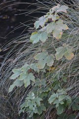 Acer pseudoplatanus