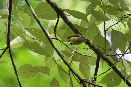 Thick-billed Spiderhunter (Arachnothera crassirostris), photo 6
