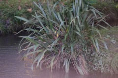 Phormium tenax