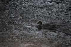 Anas platyrhynchos