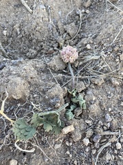 Cymopterus globosus