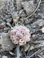 Cymopterus globosus