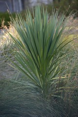 Cordyline australis