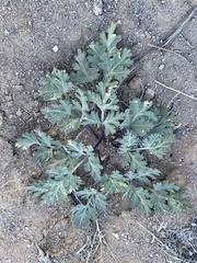 Cymopterus globosus
