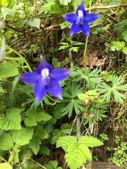 Delphinium trolliifolium