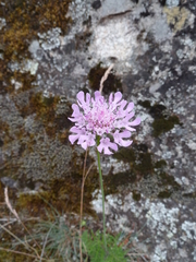 Scabiosa lucida
