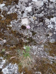 Scabiosa lucida
